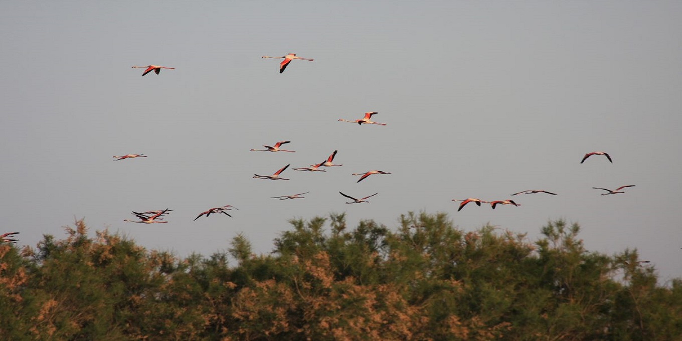 Flamants roses